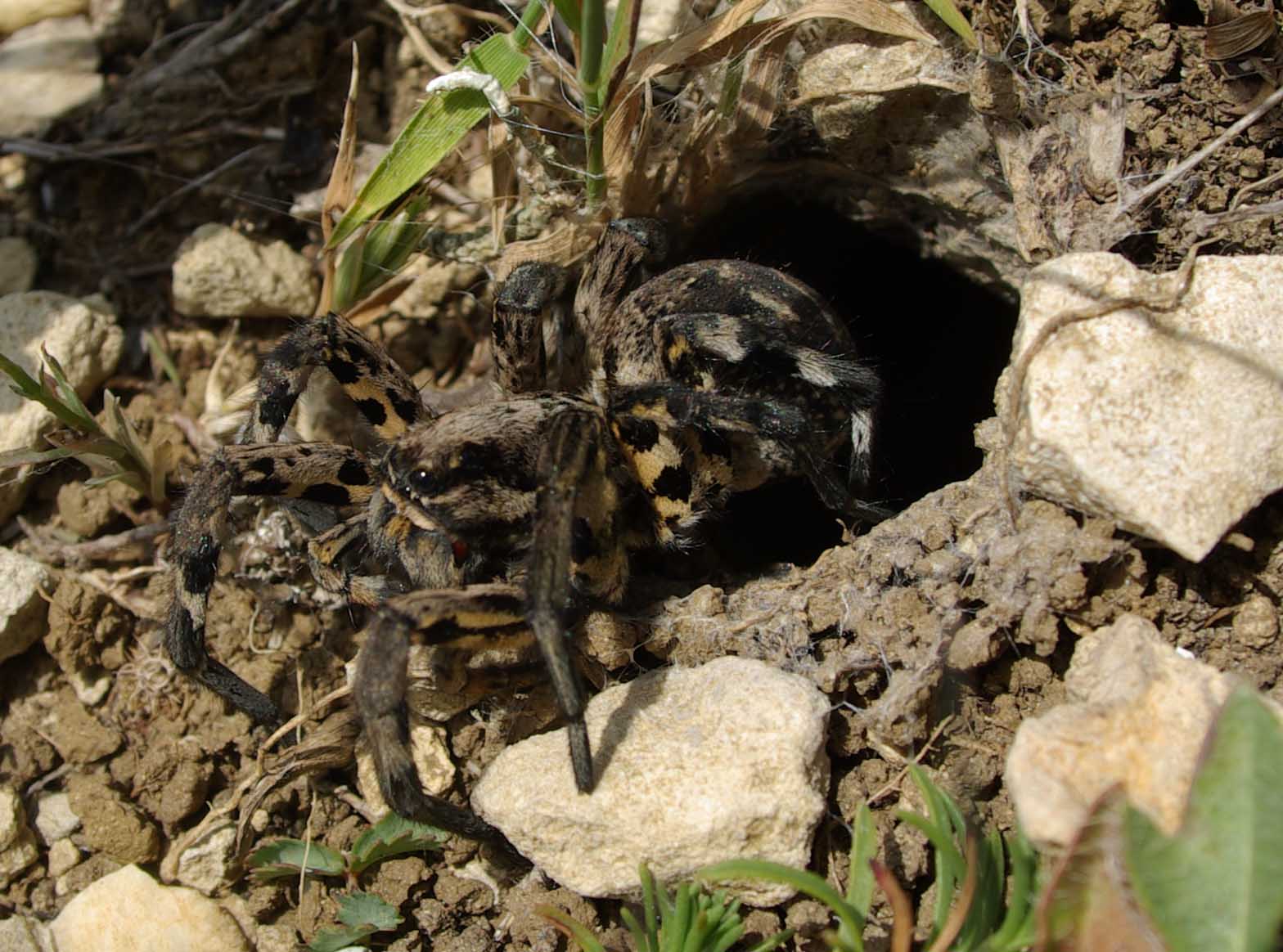 Lycosa tarantula